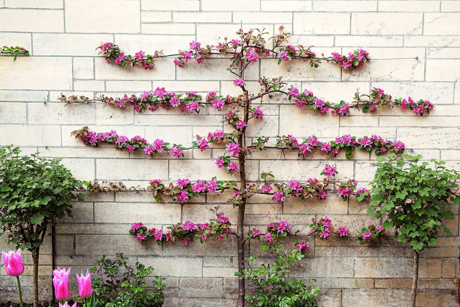 Hainbuche Spalier kaufen: Der perfekte Baum für Ihren Garten