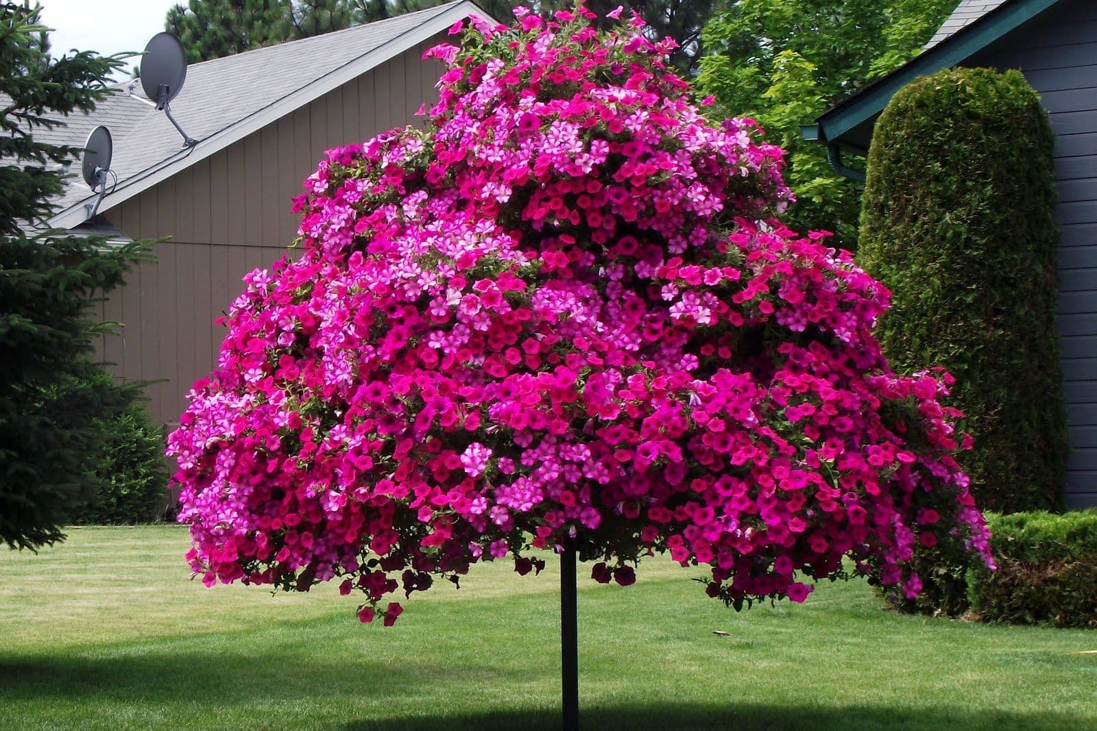 Warum Zierbäume die perfekte Wahl für farbenfrohe Akzente im Garten sind