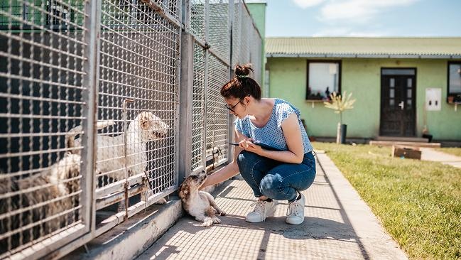 Tierheime in Deutschland: Schutzraum für Tiere in Not