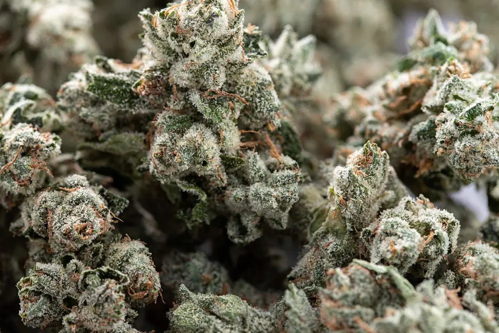 Outdoor oder Indoor? – Cannabissamen kaufen legal in Deutschland