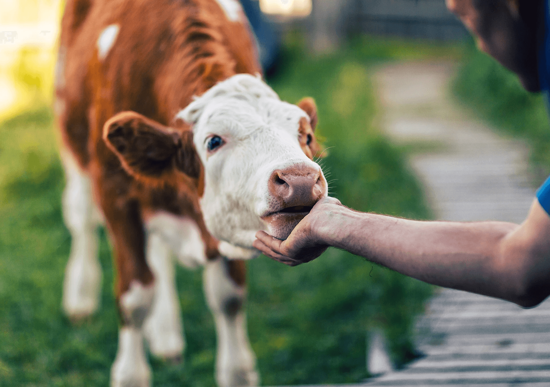 Tierheime in Deutschland: Schutzraum für Tiere in Not