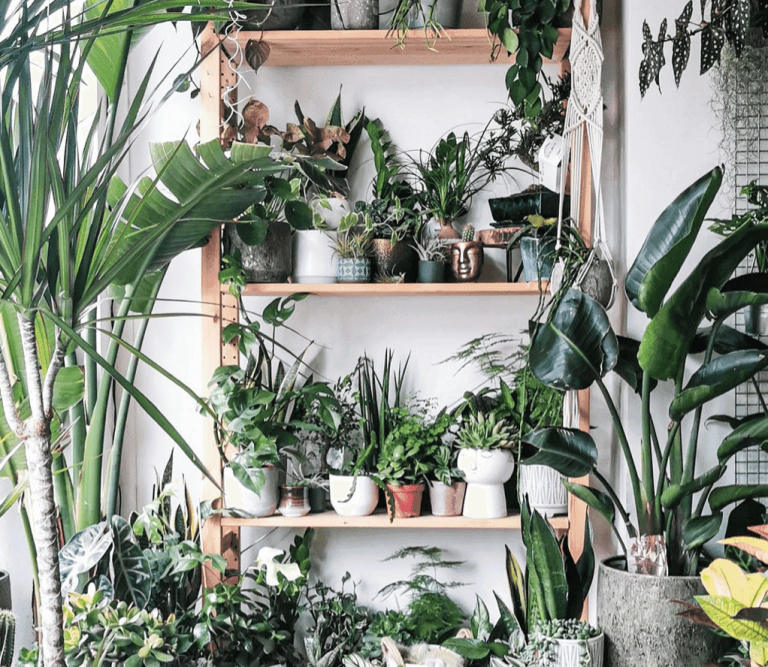 Blumen und Pflanzen direkt vom Züchter – Frisch und günstig