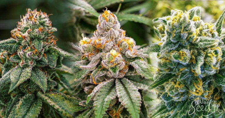 Outdoor oder Indoor? – Cannabissamen kaufen legal in Deutschland